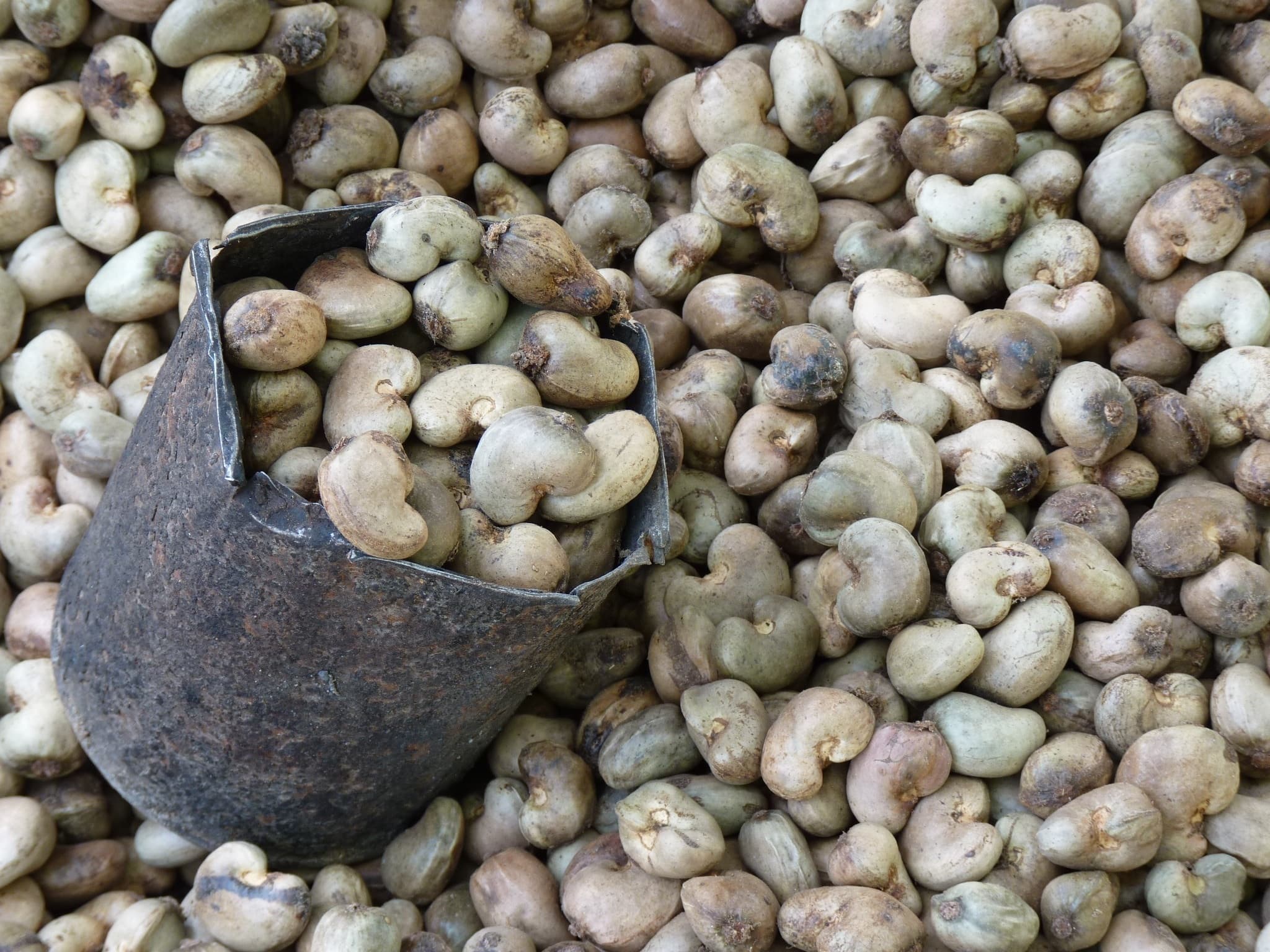 Cashew Nuts — export commodity