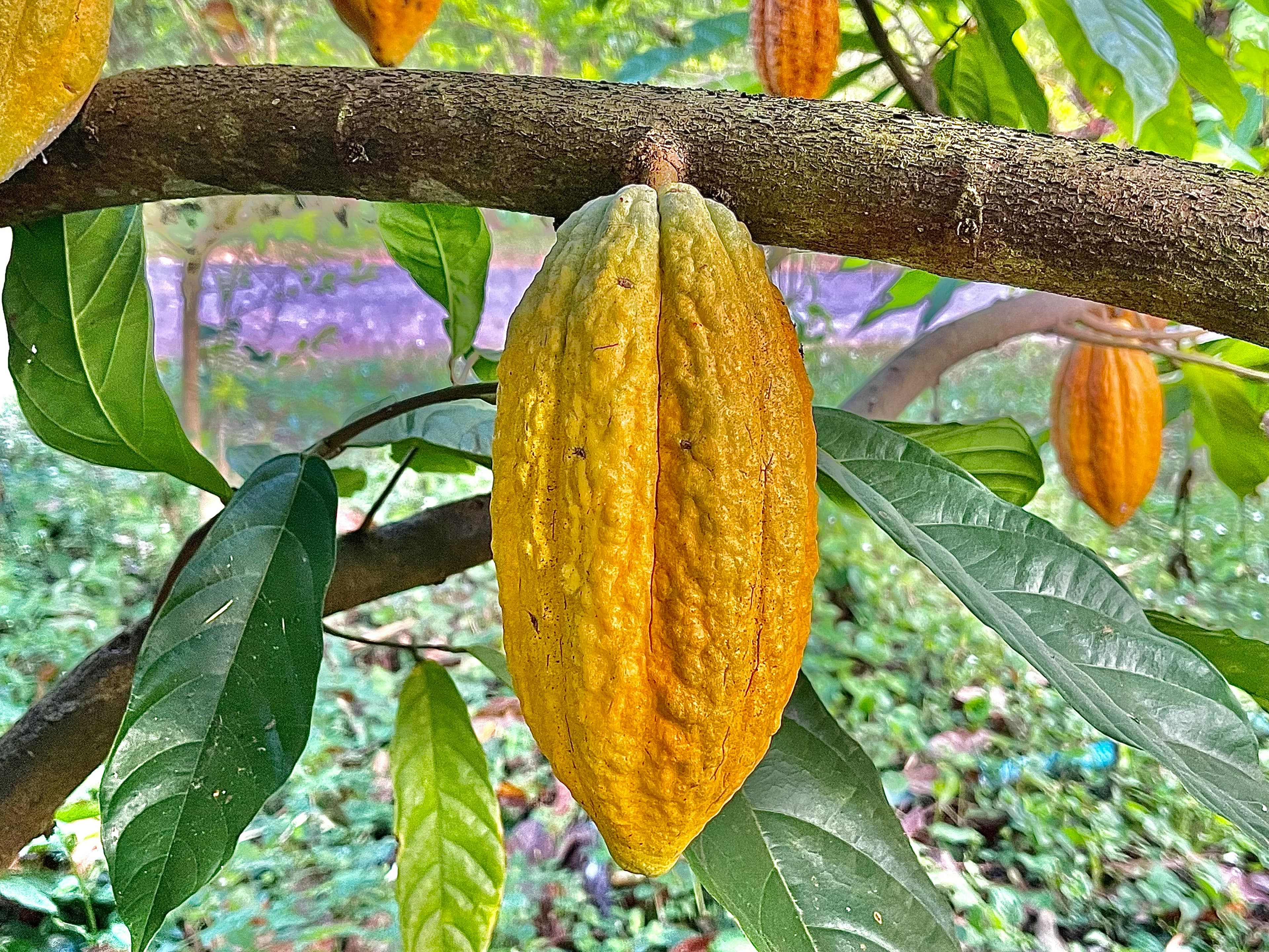 Cocoa Beans — export commodity